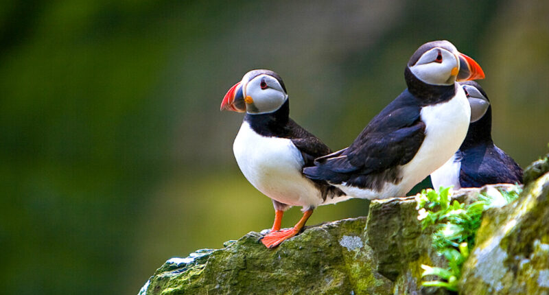 Puffins on the Orkney Isles