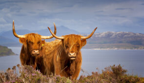 Highland cows on the Isle of Skye