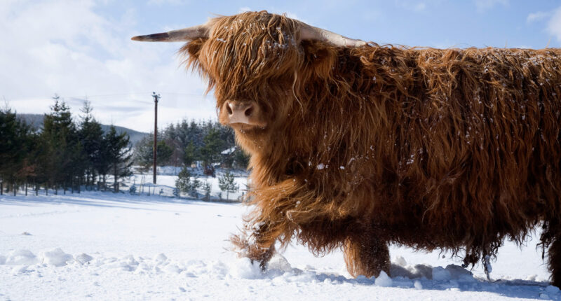 A Highland cow in a snowy field