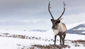 Cairngorm Reindeer
