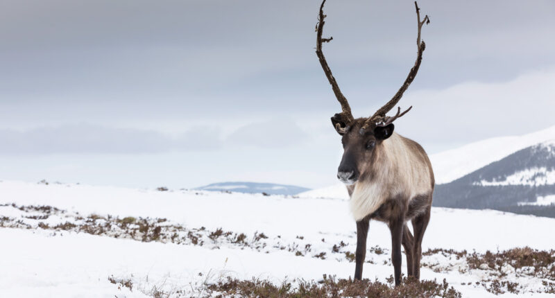 Cairngorm Reindeer