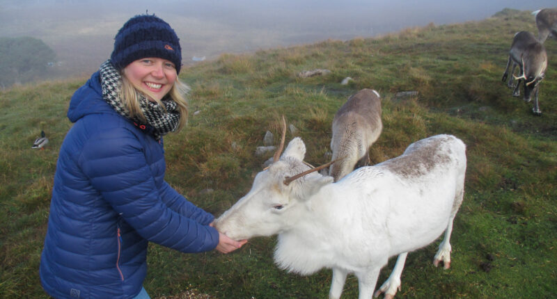 Feeding reindeer in the Cairngorms