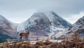 Deer in Glen Etive, Scottish Highlands