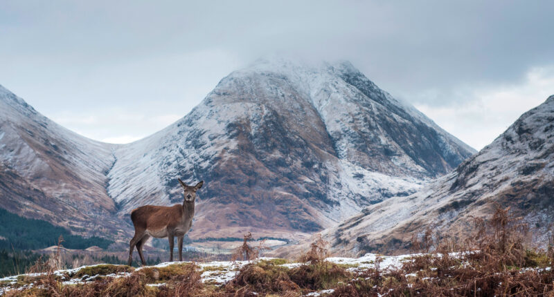 Deer in Glen Etive, Scottish Highlands