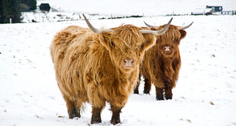 Scottish Highland Cows