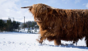 A Highland cow in a snowy field