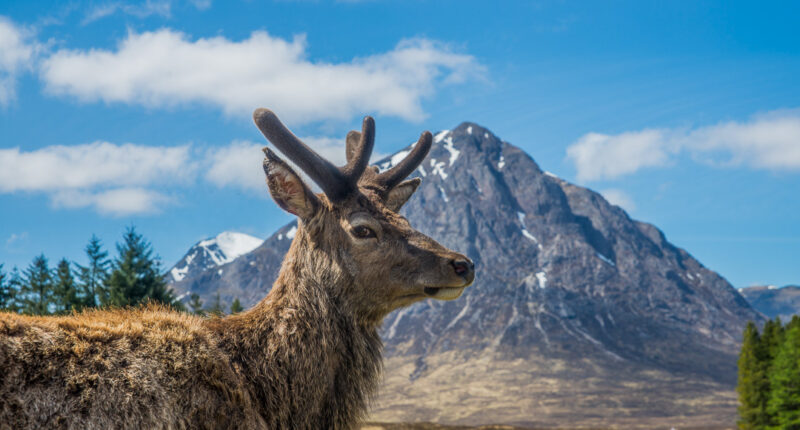 Red deer in Glencoe