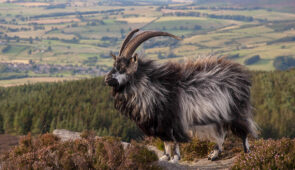 A Cheviot Goat on the summit of Simonside