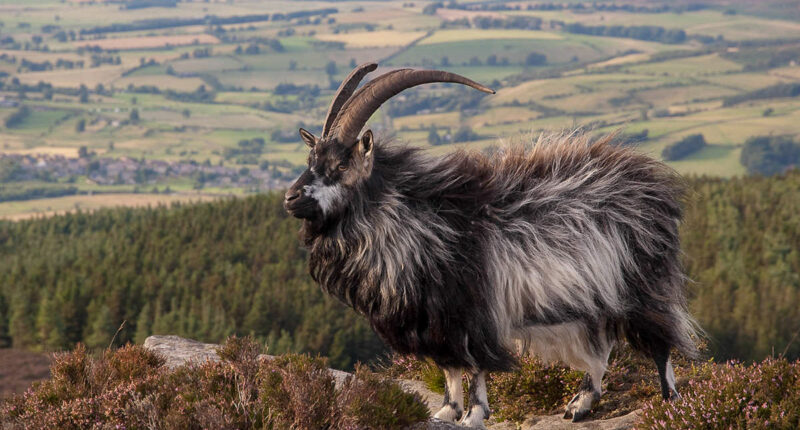 A Cheviot Goat on the summit of Simonside