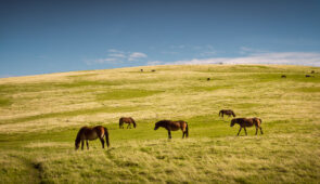 Exmoor Ponies