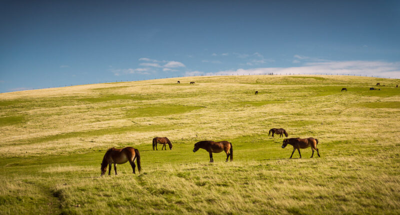 Exmoor Ponies