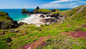 Heather on the hillsides of the Lizard Peninsula