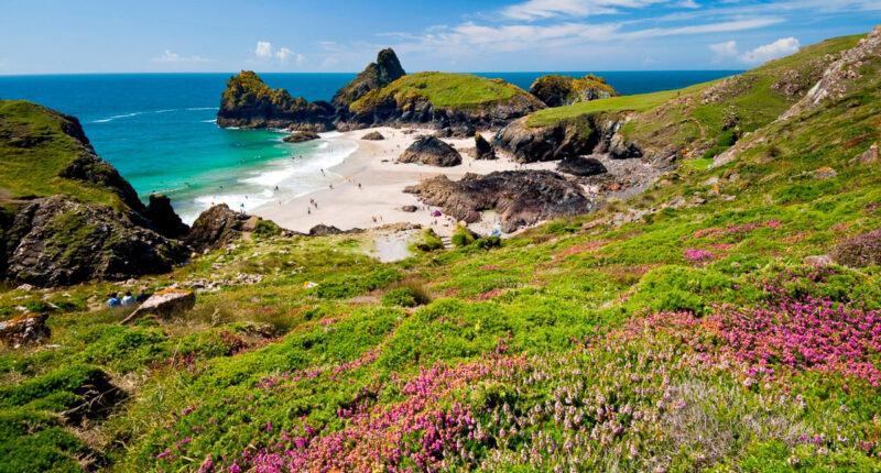 Heather on the hillsides of the Lizard Peninsula