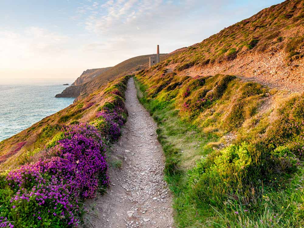 Wild flowers on the SWCP