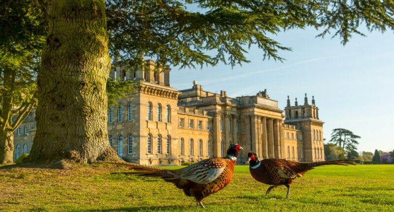 Pheasants at Blenheim Palace