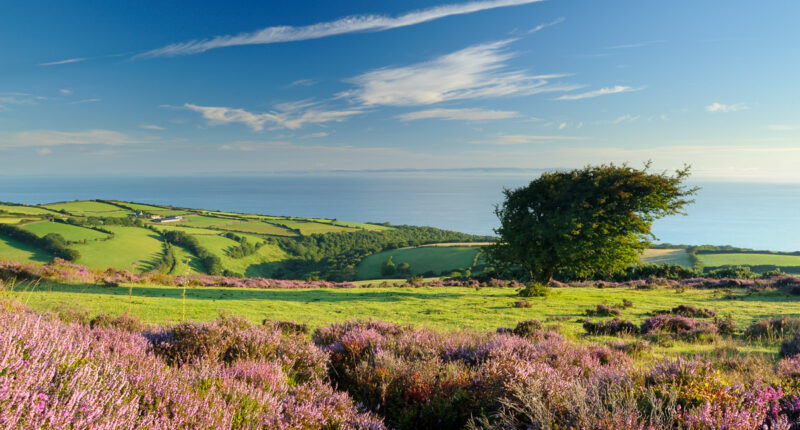 Porlock Common, Exmoor National Park