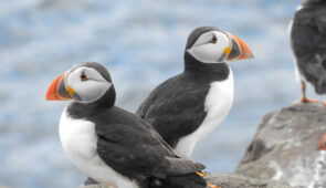 Puffins on the Farne Islands