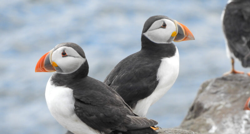 Puffins on the Farne Islands