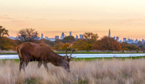 Richmond Park