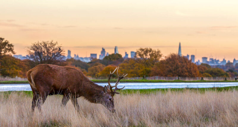 Richmond Park