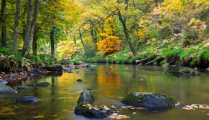 Autumn foliage on the banks of the River Teign.