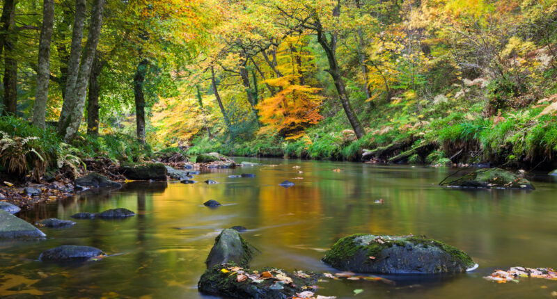 Autumn foliage on the banks of the River Teign.