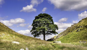 Sycamore Gap, Hadrian's Wall