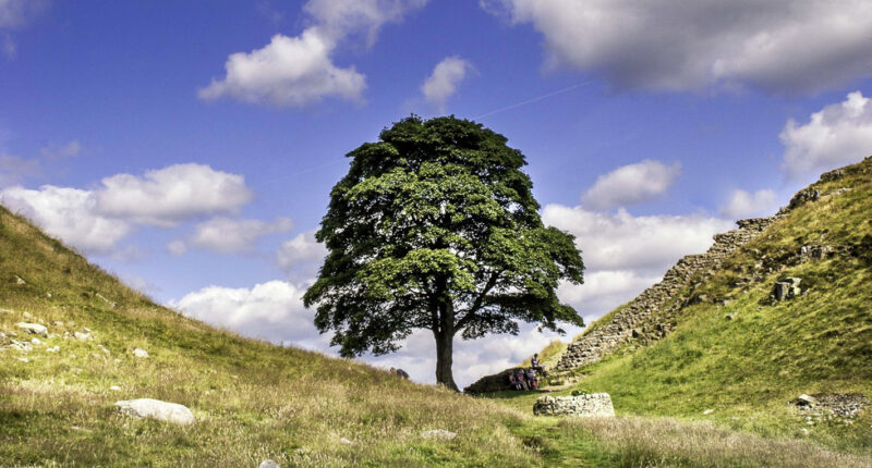 Sycamore Gap, Hadrian's Wall