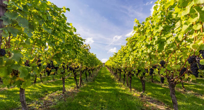 Vineyard at Hush Heath Winery, Kent