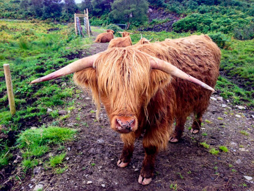 Scottish Highland cow