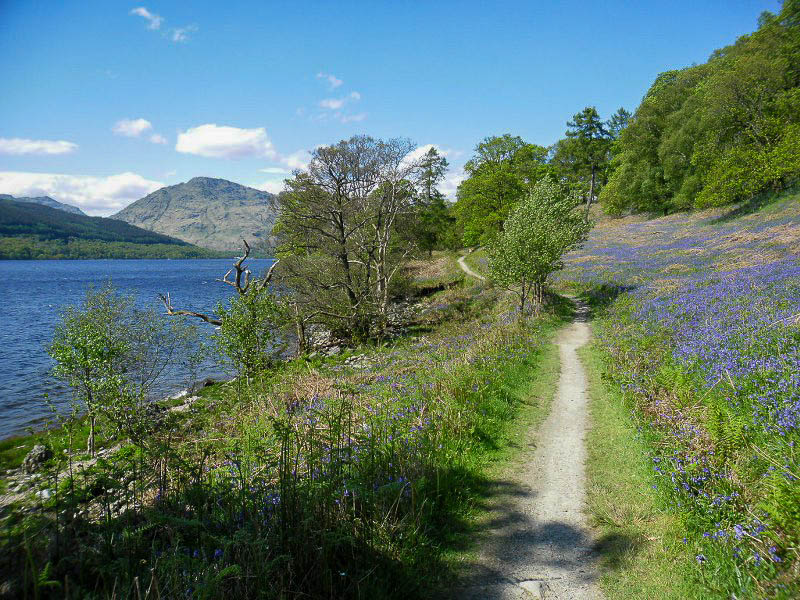 Bluebells on the West Highland Way