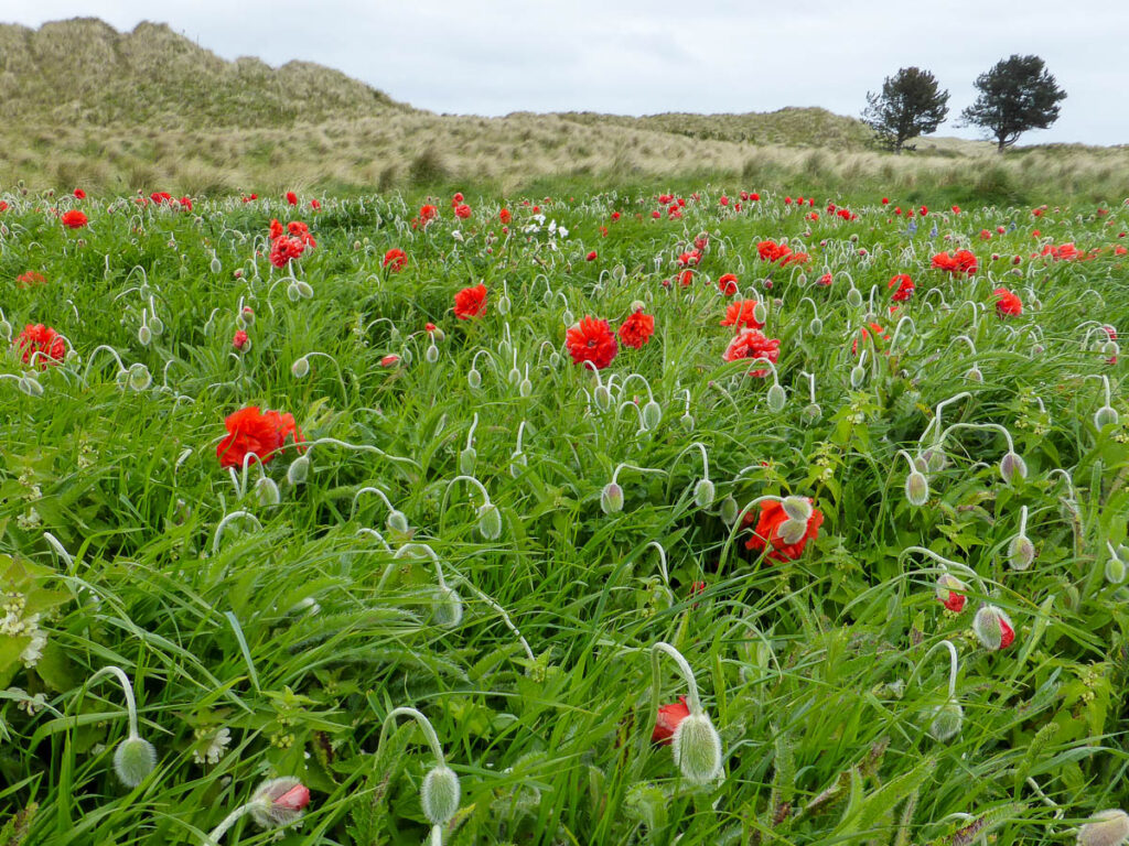 Poppyfield in the dunes, Bamburgh