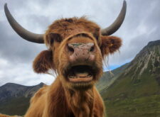 Scottish Highland cow (Chris Hatton)