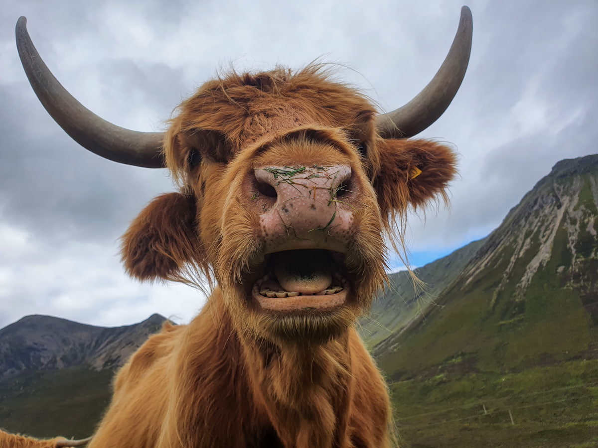Scottish Highland cow (Chris Hatton)