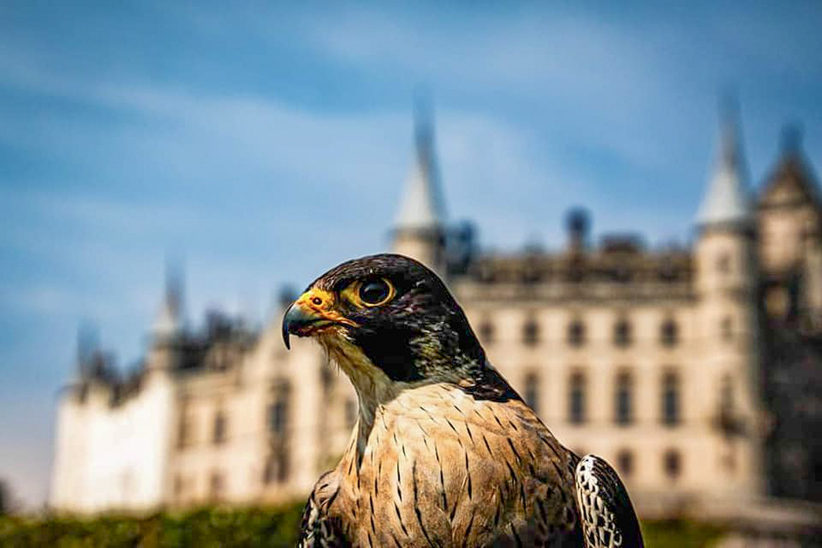 Peregrine falcon at Dunrobin Castle (Des Watkins)