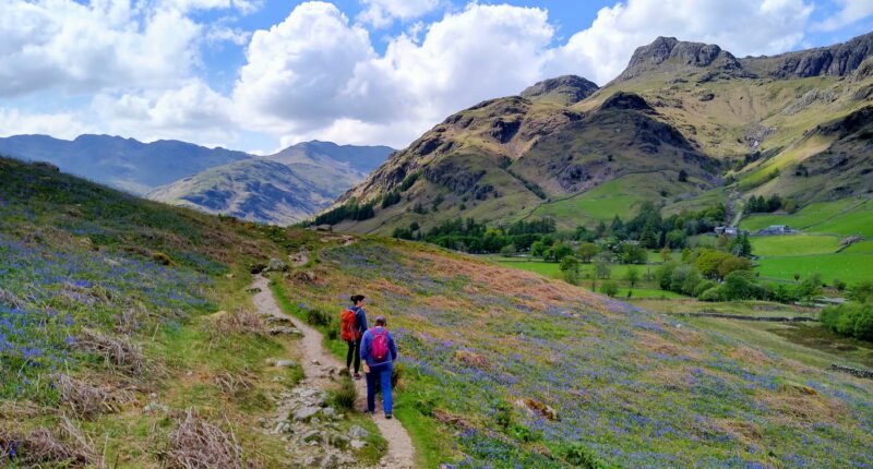 Bluebells in Langdale, Lake District