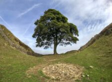 The Sycamore Gap Tree or Robin Hood Tree is a sycamore tree standing next to Hadrian's Wall near Crag Lough in Northumberland, England