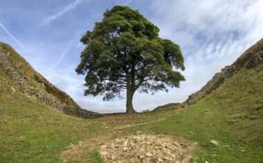 The Sycamore Gap Tree or Robin Hood Tree is a sycamore tree standing next to Hadrian's Wall near Crag Lough in Northumberland, England