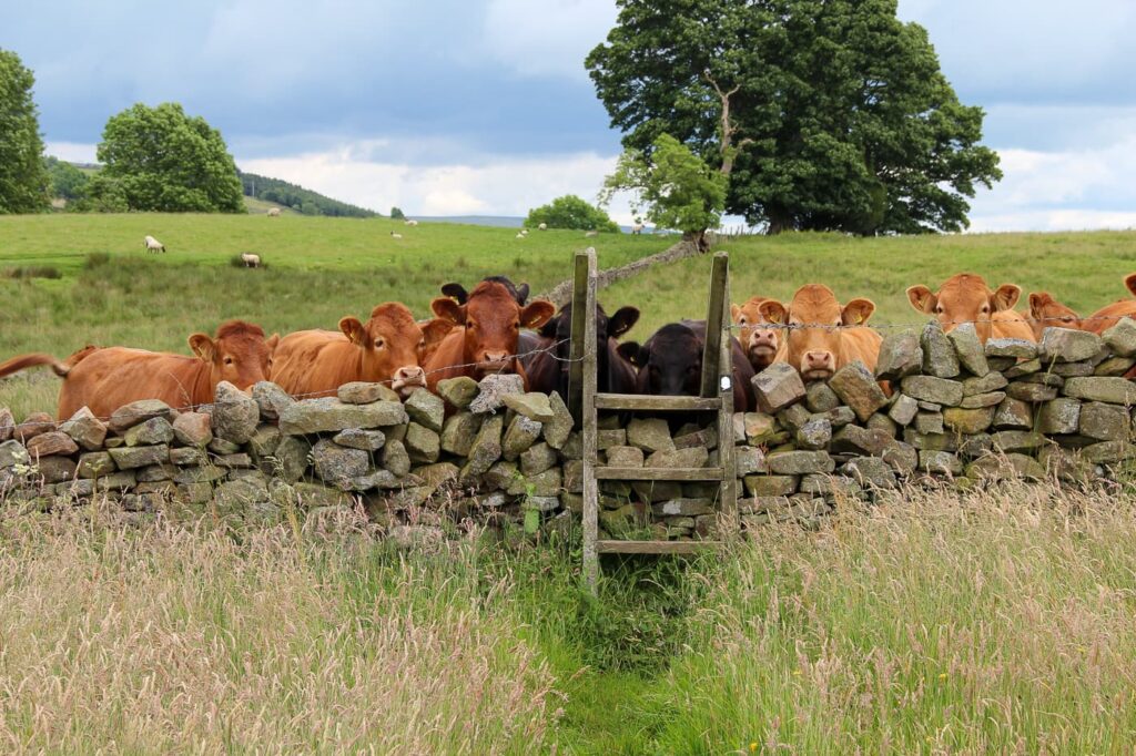 Cows on the Pennine Way