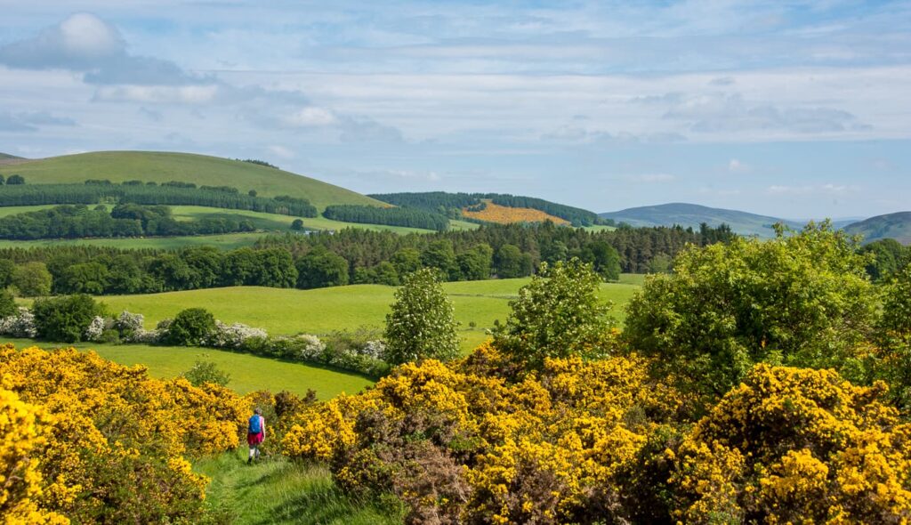 Gorse on the Cateran Trail in Scotland