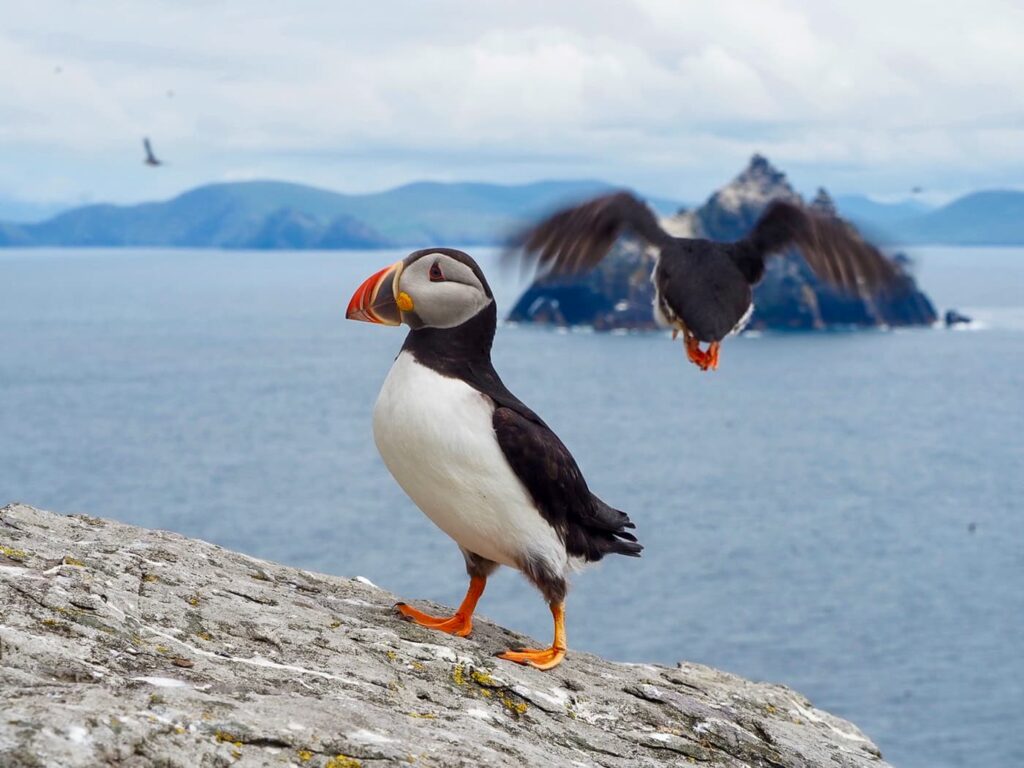 Puffins at the Skellig Islands off the Kerry Way