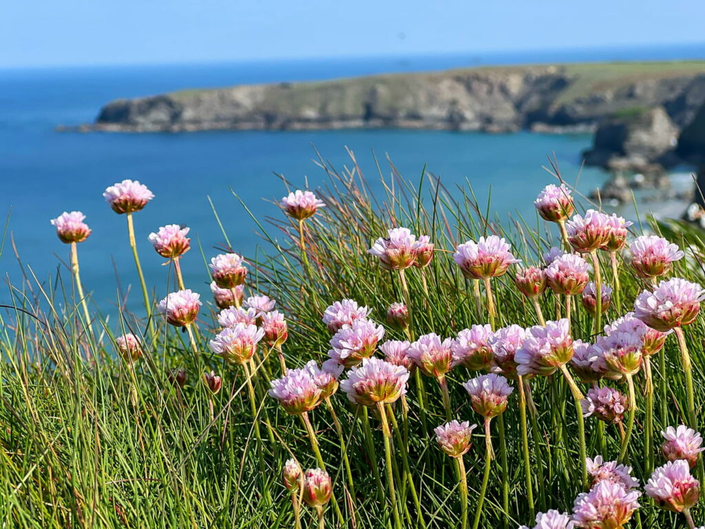 Thrift flowers in Cornwall on the South West Coast Path