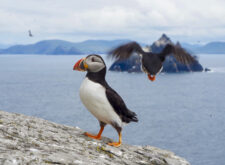 Puffins at the Skellig Islands off the Kerry Way