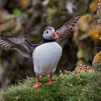 Puffin on Shetland (Wendy Carlyle)