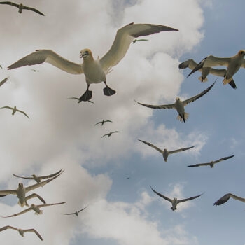 Sky full of gannets, Shetland (Wendy Carlyle)