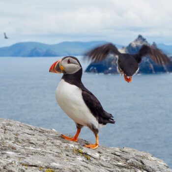Puffins at Skellig Islands, Kerry Way (Andrew Bond)