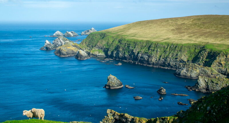 Hermaness National Nature Reserve, Unst, Shetland 2