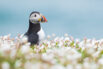 Puffin on Lundy Island