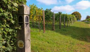 Vineyards on the Cotswold Way