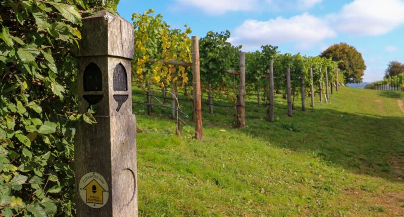 Vineyards on the Cotswold Way